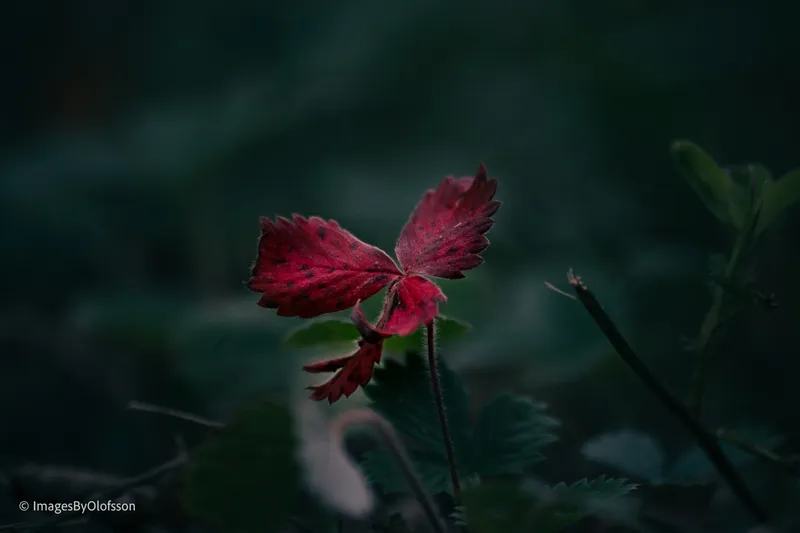 Foto taget med Canon EOS-1Ds Mark II