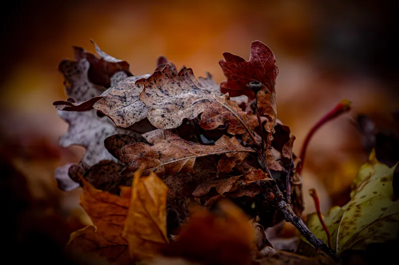 Foto taget med Canon EOS 550D