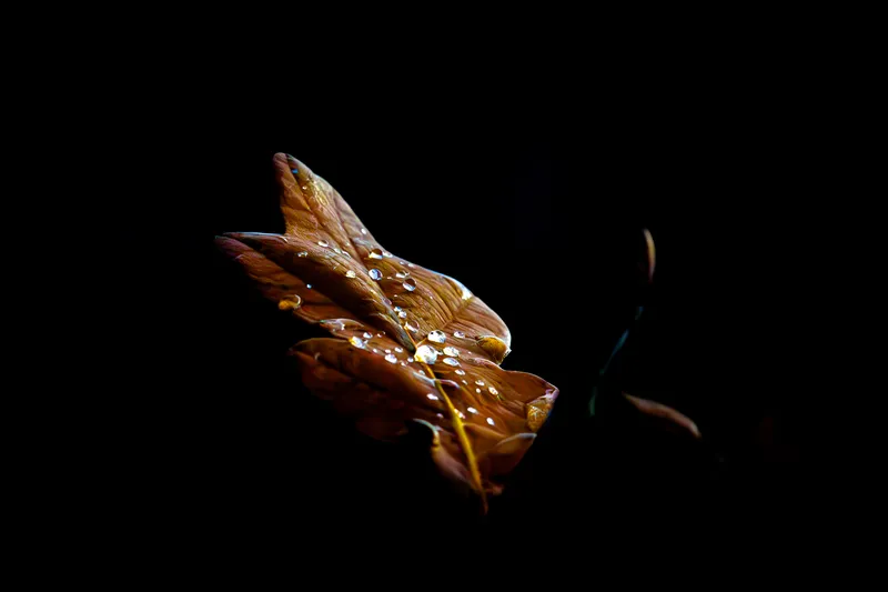 Foto taget med Canon EOS 550D