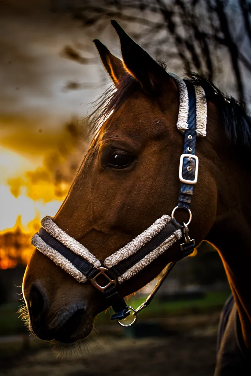 Foto taget med Canon EOS-1Ds Mark II