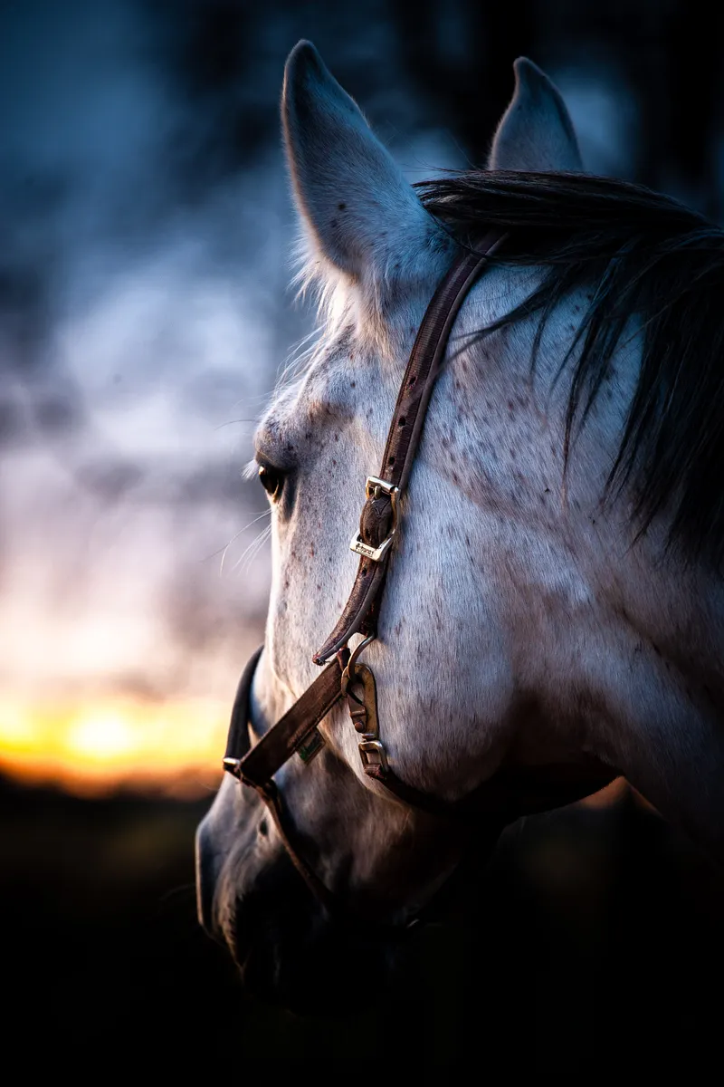 Foto taget med Canon EOS-1Ds Mark II