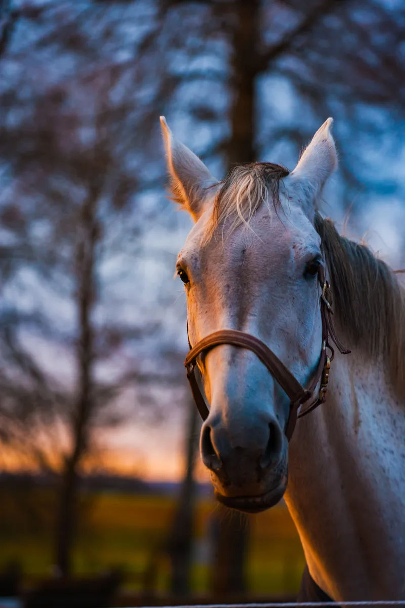 Foto taget med Canon EOS-1Ds Mark II