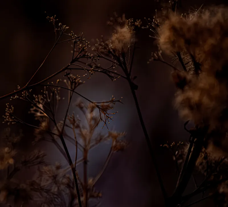 Foto taget med Canon EOS-1Ds Mark II