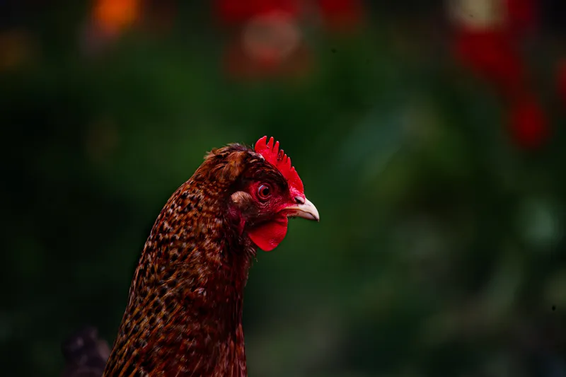 Foto taget med Canon EOS-1Ds Mark II