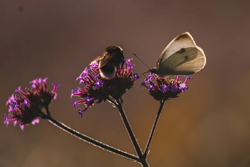 Foto taget med Canon EOS-1Ds Mark II