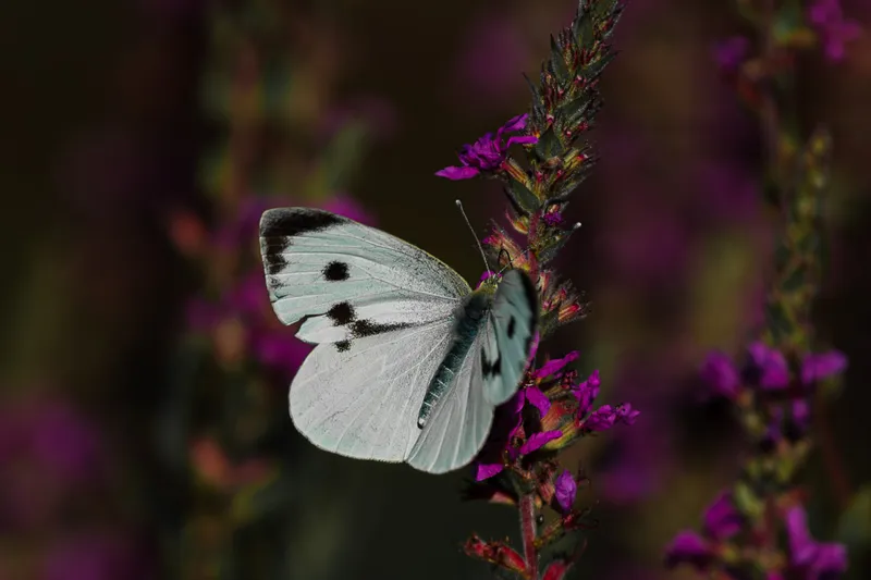 Foto taget med Canon EOS-1Ds Mark II