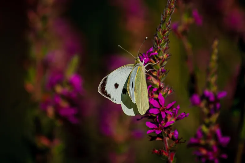 Foto taget med Canon EOS-1Ds Mark II