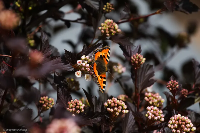 Foto taget med Canon EOS-1Ds Mark II