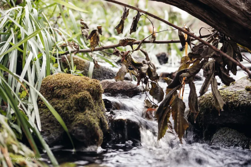 Foto taget med Canon EOS-1Ds Mark II