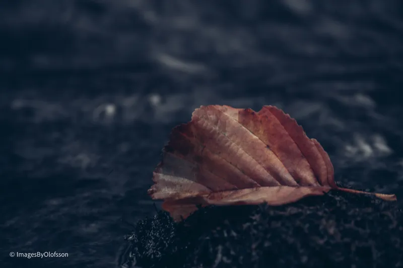 Foto taget med Canon EOS-1Ds Mark II