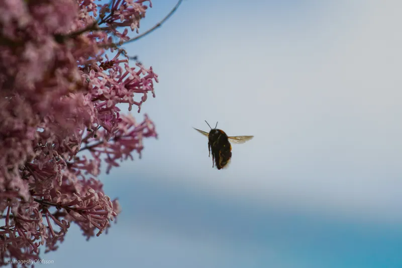Foto taget med Canon EOS-1Ds Mark II