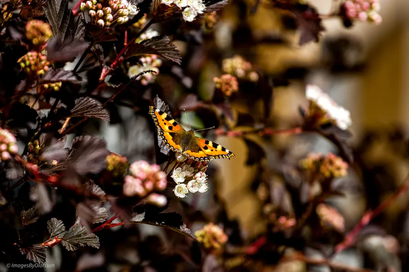 Foto taget med Canon EOS-1Ds Mark II