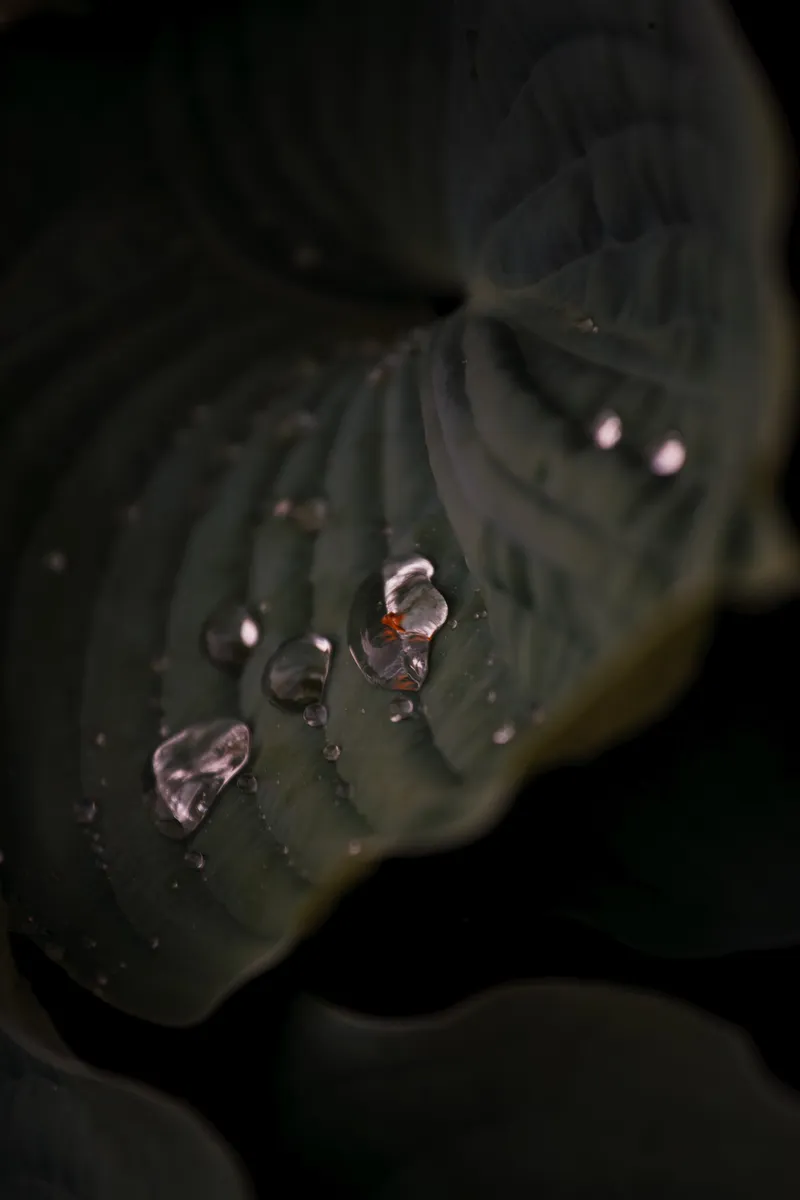 Foto taget med Canon EOS-1Ds Mark II
