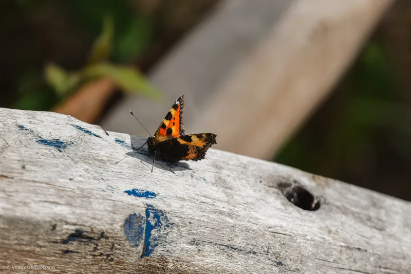 Foto taget med Canon EOS-1Ds Mark II